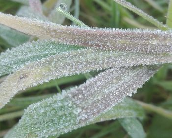 Close-up of raindrops on leaves during winter