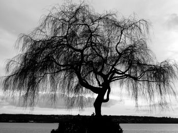 Bare tree by sea against sky