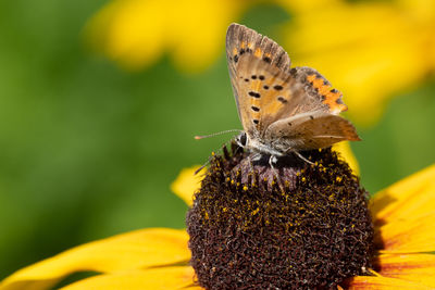 Close-up of butterfly pollinating on yellow flower