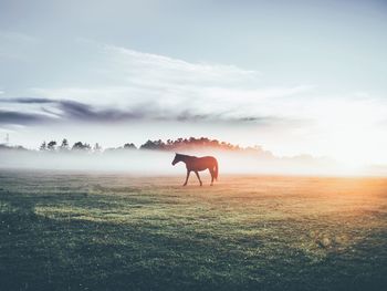 Horses grazing on field