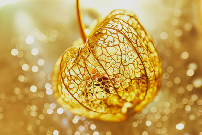 Close-up of winter cherry on gold surface