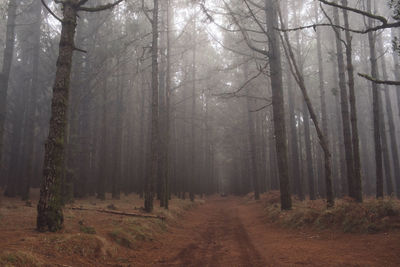 Dirt road amidst trees in forest