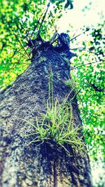 Close-up of lizard on tree