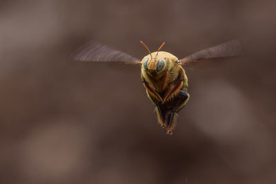 Close-up of carpenter bee