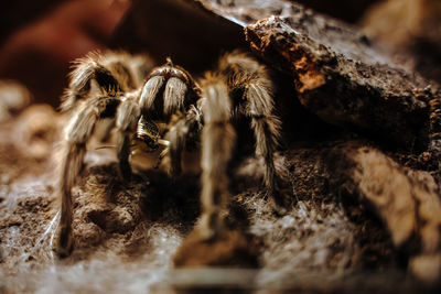 Close-up of spider on rock