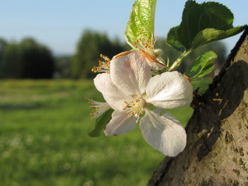 Close-up of white flowering plant