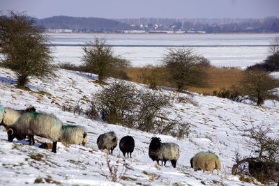 Horses on snow covered trees