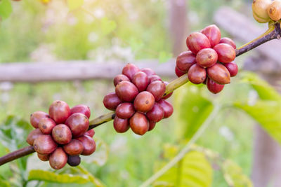 Close-up of red berries growing on tree