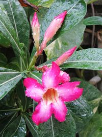 Close-up of pink flower