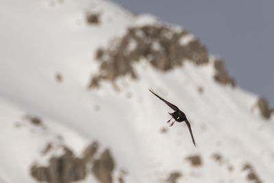 Close-up of fly on snow