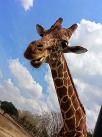 Low angle view of giraffe