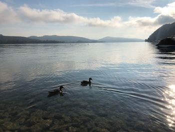 Ducks swimming in a lake