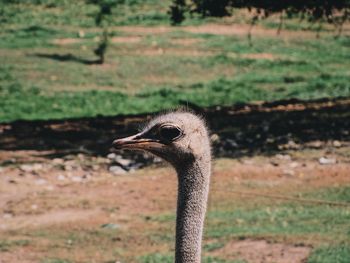 Close-up of a bird on land