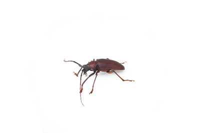 Close-up of insect on white background