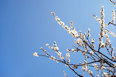 Low angle view of cherry blossom against blue sky