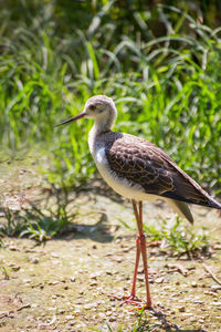 Close-up of bird on field