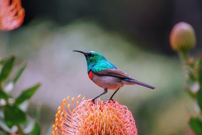 Close-up side view of bird