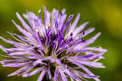 Close-up of purple flower