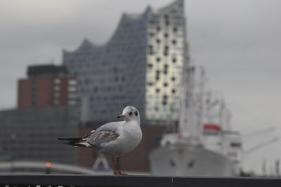 Close-up of seagull