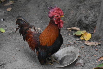 High angle view of rooster on field