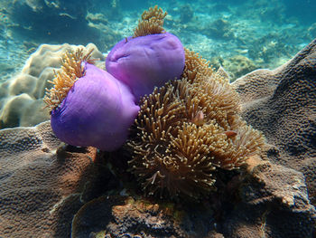 Close-up of coral in sea