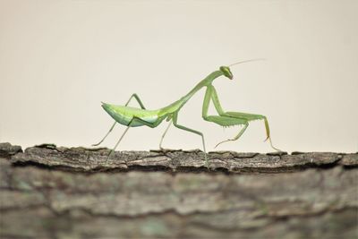 Close-up of insect on leaf