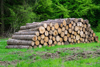 Stack of logs in forest