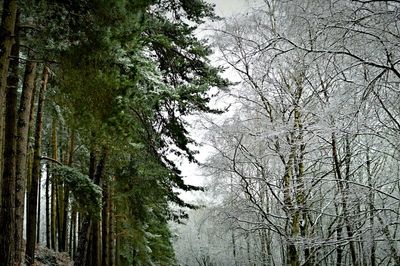 Bare trees in forest