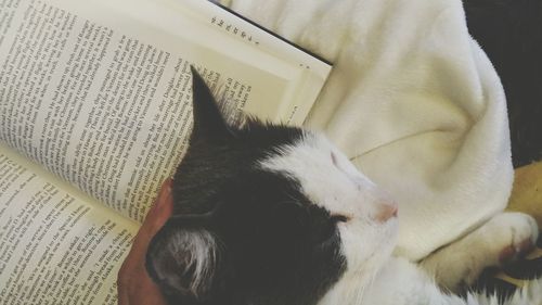 Close-up of cat sleeping on sofa