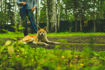 Dog running on field