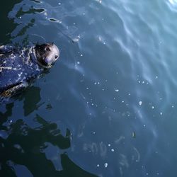 High angle view of sea lion in sea