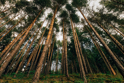 Low angle view of bamboo trees in forest