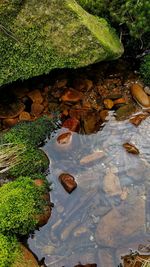 High angle view of turtle in water