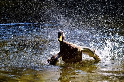 Water splashing on rock