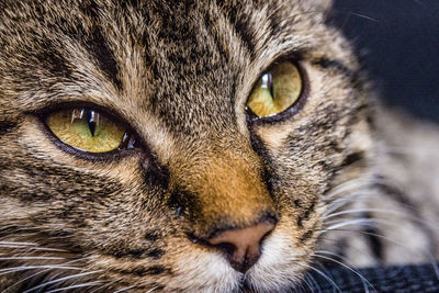 Close-up portrait of a cat