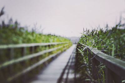 Footpath amidst plants on field against sky