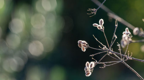 Close-up of wilted plant