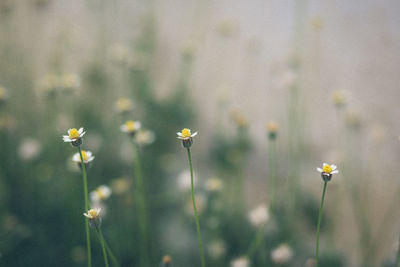 Close-up of flowering plants on field
