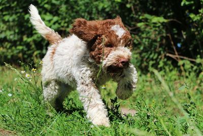 View of a dog running on field