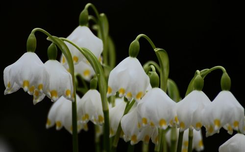 Close-up of white flowers blooming against black background