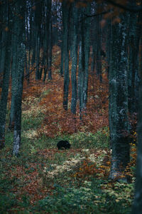 Trees in forest during autumn