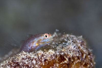 Close-up of fish underwater