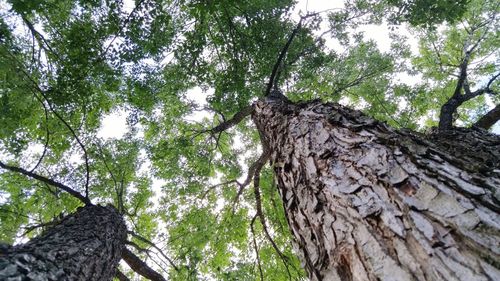 Low angle view of trees in forest against sky