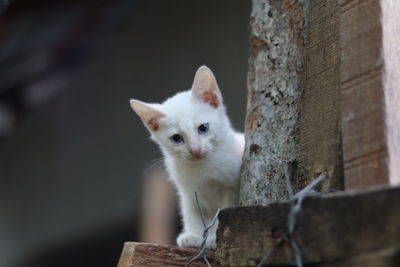 Portrait of a curios cat