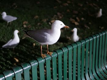 Seagull flying over white background