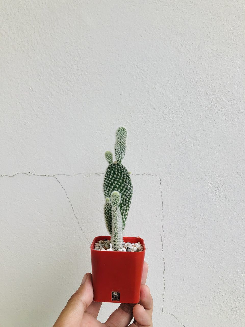 PERSON HOLDING RED POTTED PLANT AGAINST WALL