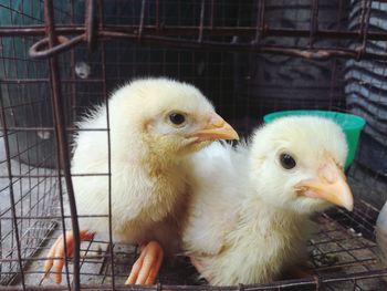 Close-up of young birds in cage