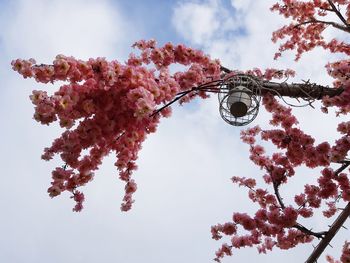 Low angle view of flowering tree against sky