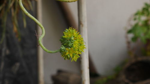 Close-up of yellow flowering plant