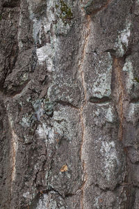 Full frame shot of tree trunk